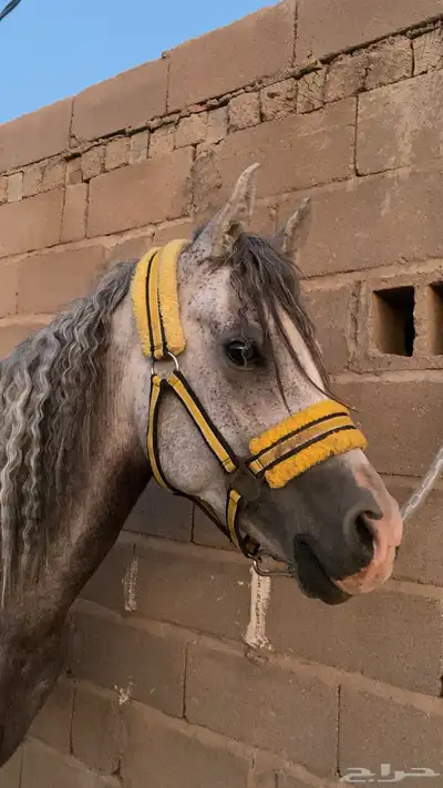 شعبي فاخر 1