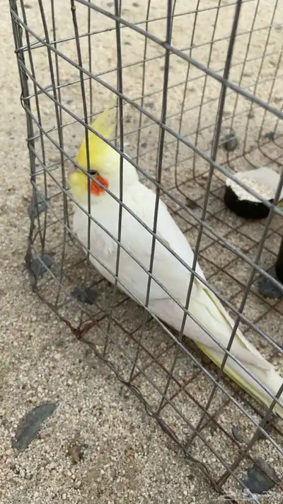طائر كروان 0