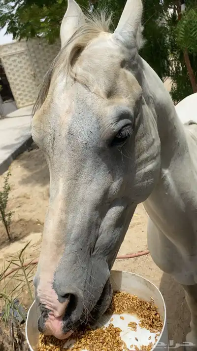 حصان شعبي 1