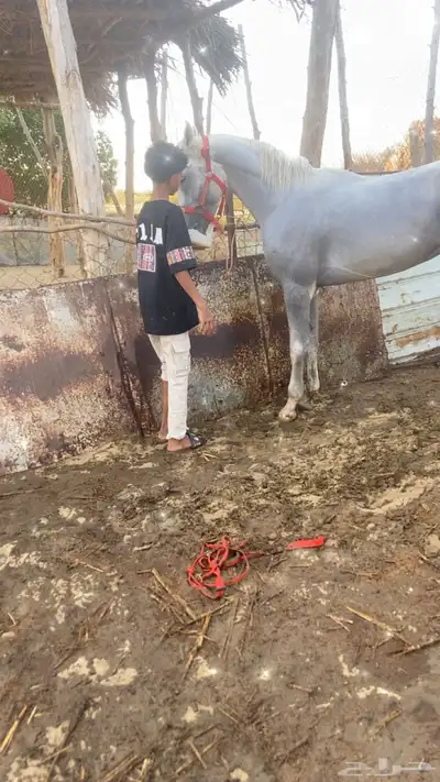 خيل شعبي كفو 3