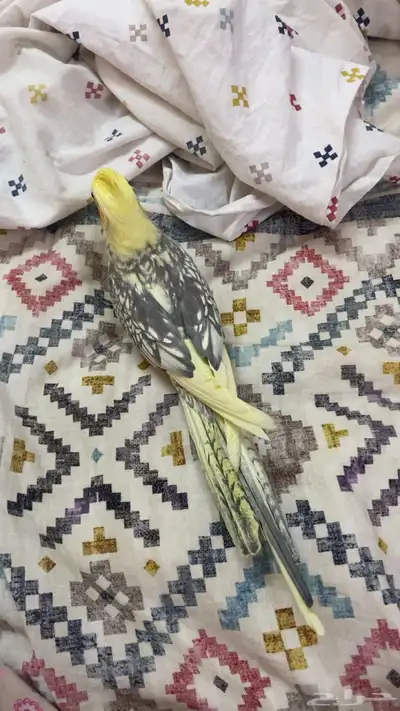 طير عصفور ببغاء كروان كوكتيل عمره سنه واربع شهور تقريبا 5