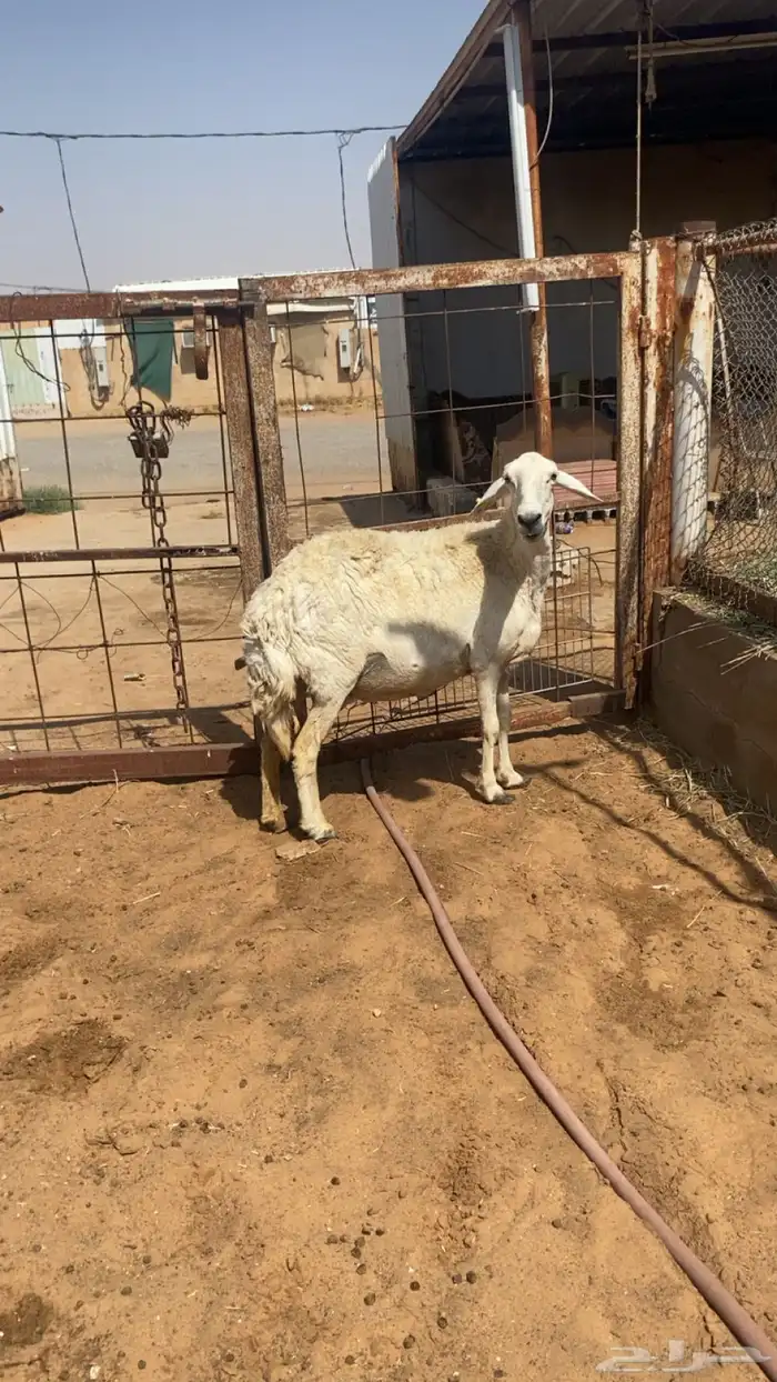 تم البيع 1