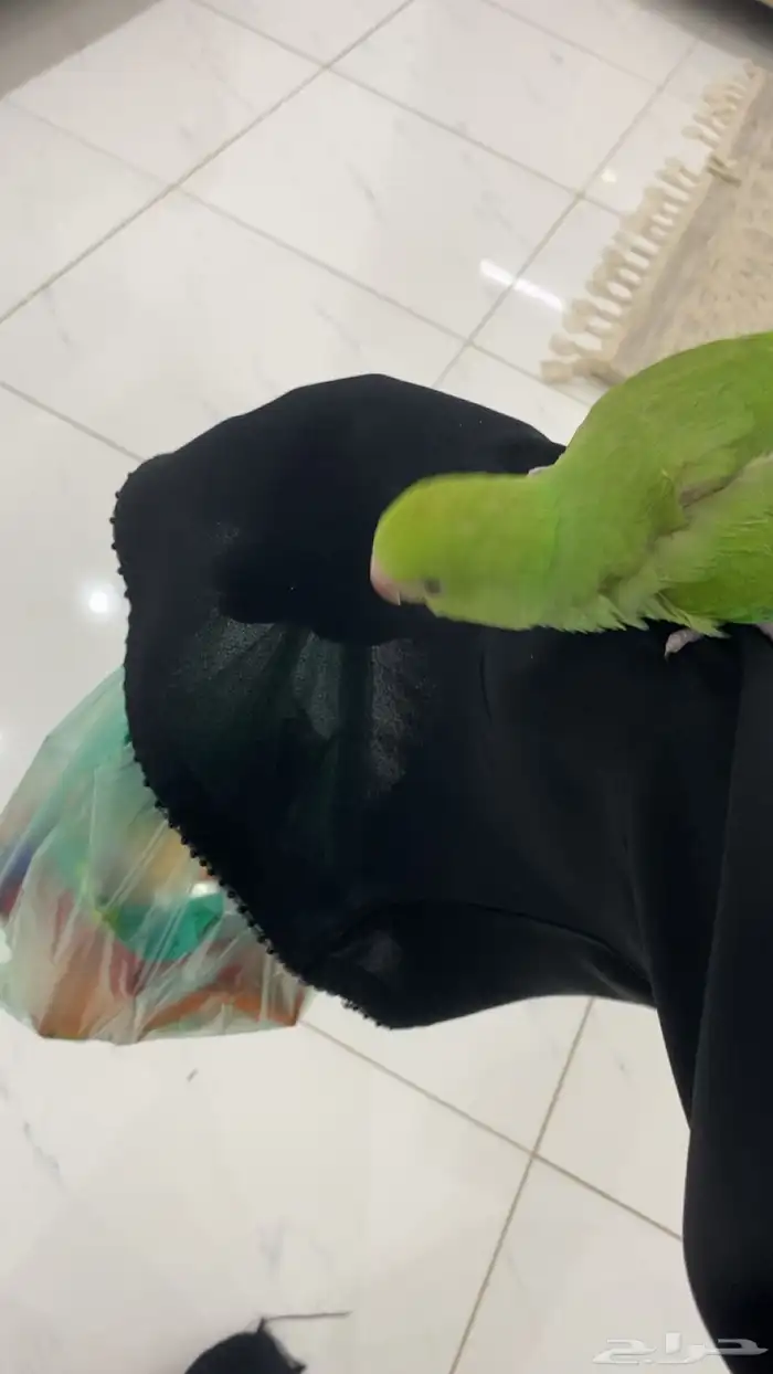 طير هدد دره هندي لطيف 5