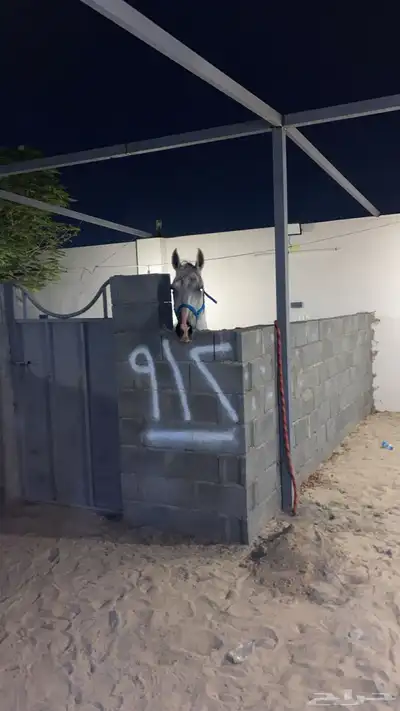 حصان شعبي 2