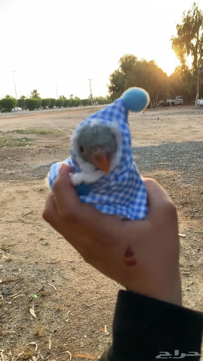 طير هدد دره هندي لطيف 7