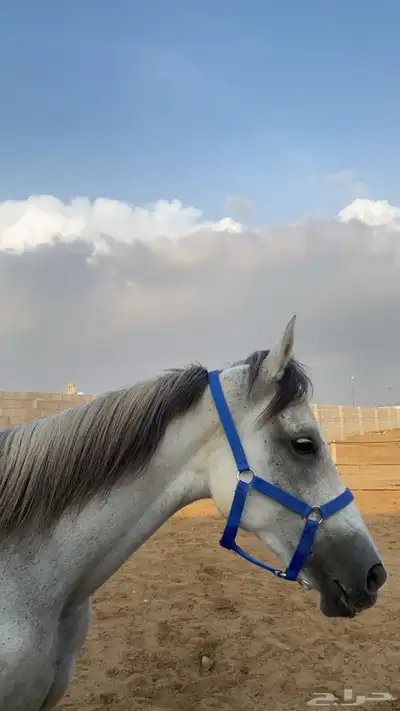 فرس شعبية عربية 3