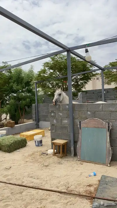 حصان شعبي 0
