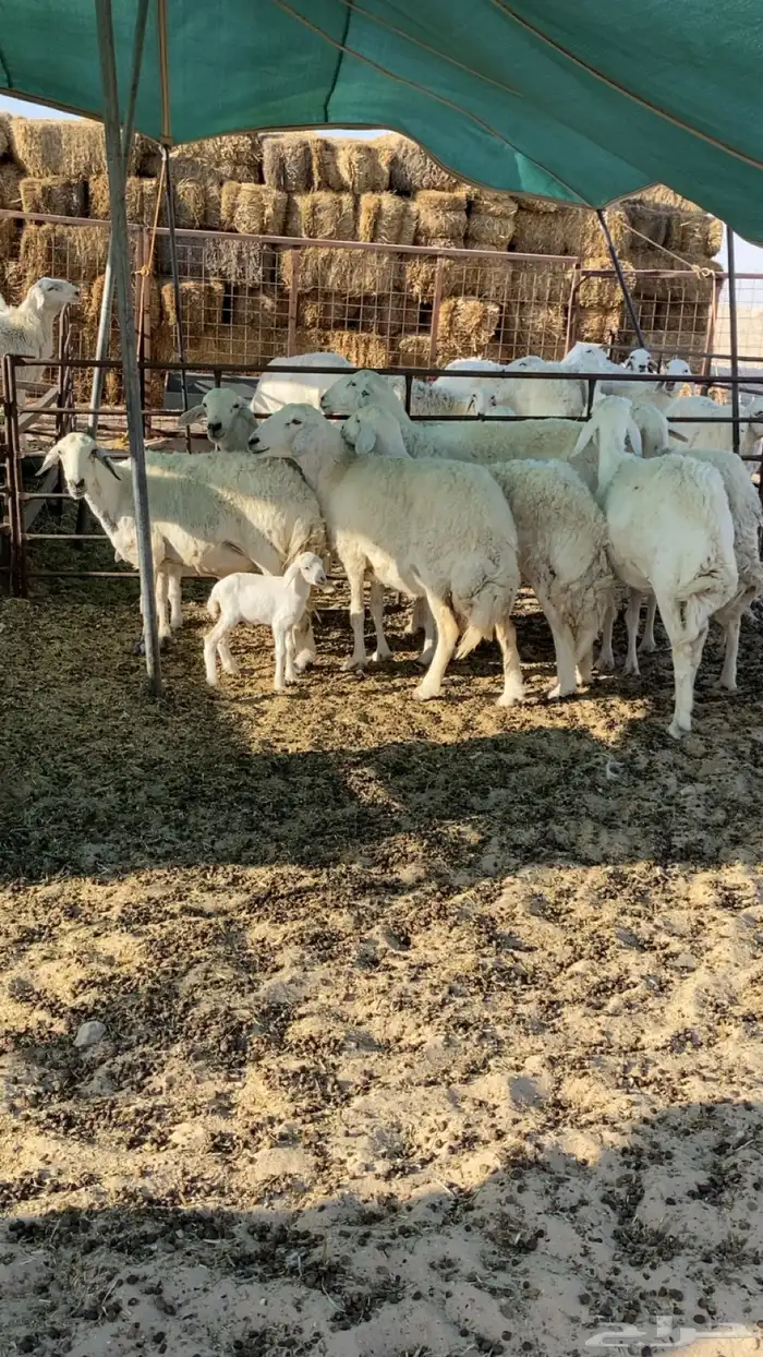 غنم حريات صنف طيبه 2