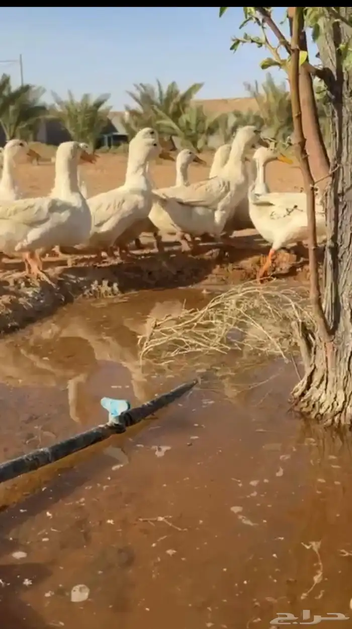 بط بكيني العمر 5 شهور 2