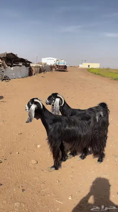معزا عوارض للبيع 2