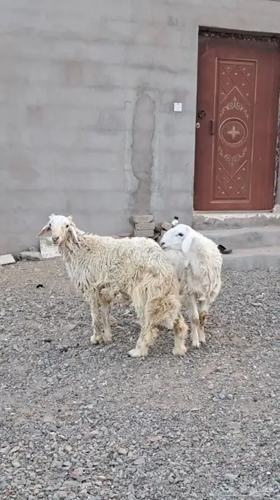 طليان ذبايح 0