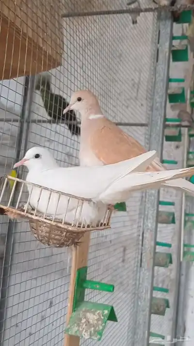 محمية طيور 0
