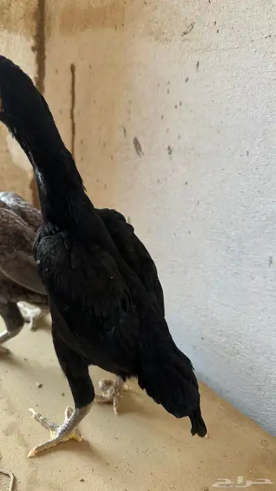 كوشامو القنفذة القوز 8