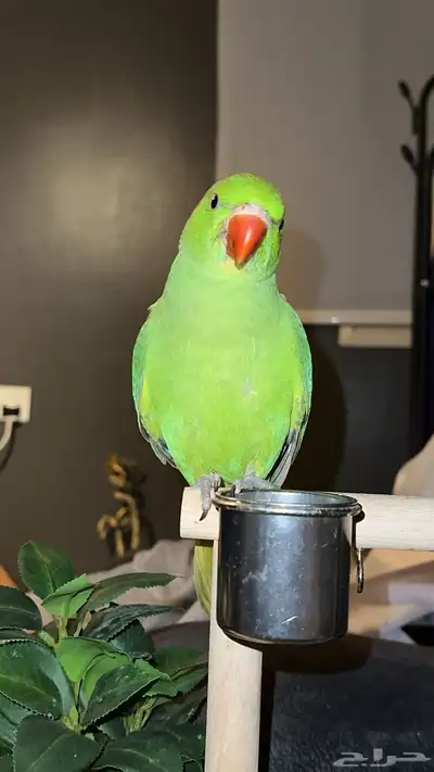 بغبغاء الدره 6