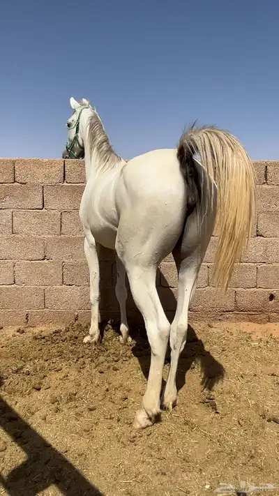 فرس شيخه 1