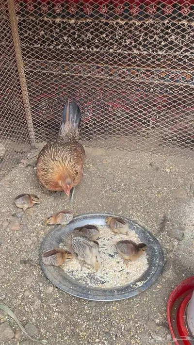 دجاجه عربيه مفرخه 3