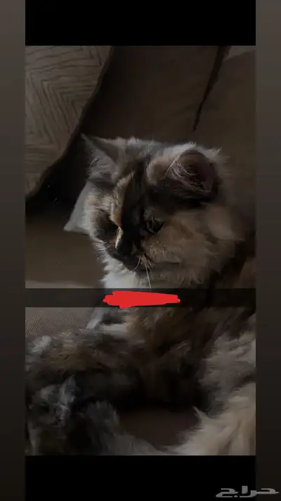 قطة شيرازيه للتبني 0