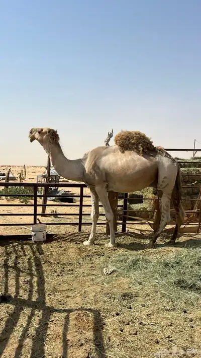 بعير لبيع يضرب وحار وطيب البعير الموقع الخرجج 1