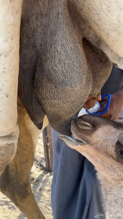 ناقه خلفه 3