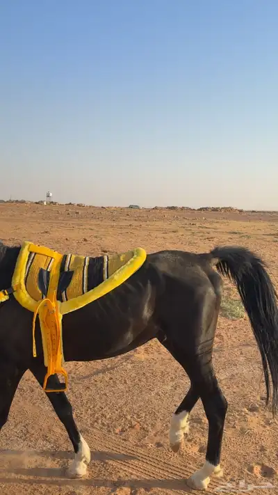 حصان شعبي ادهم 2