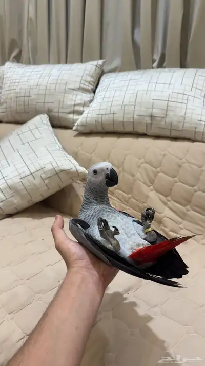 فرخ كاسكو فاخر   أليف ما يعض  متكلم  ومعاه شبك وألعاب 0