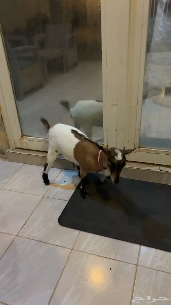 عنز قزميه 0