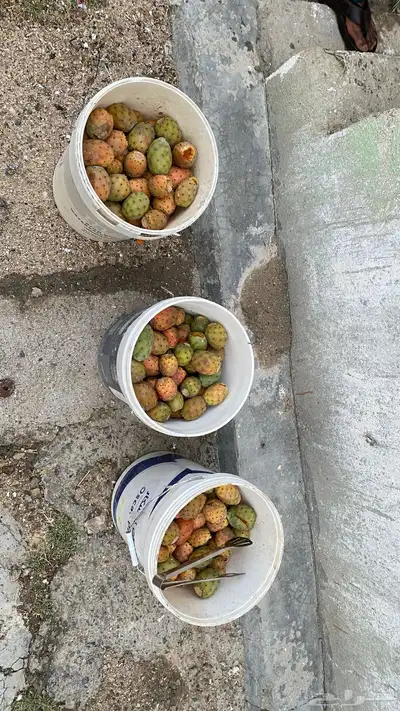 برشوم للبيع حالي 0