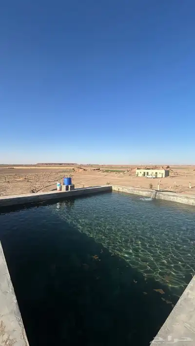 مزرعة شمال بريدة بكبد 80 كيلو صكين والمطلوب 250 الف 6