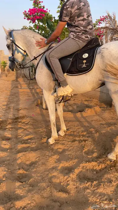 فرس شعبية عربية 0
