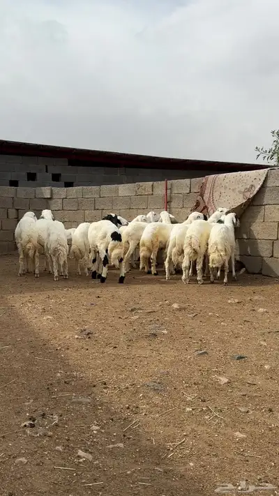 خرفان البيع 0