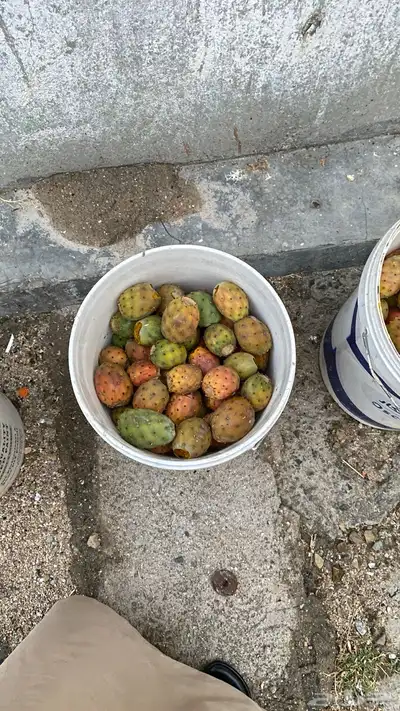 برشوم للبيع حالي 3