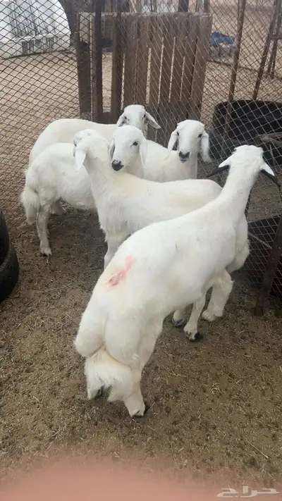 طليان 1