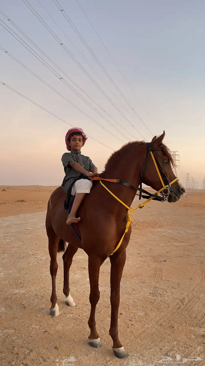 حصان شعبي 9