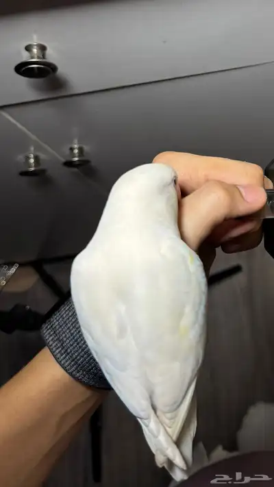 روز ذكر 0
