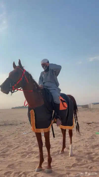 حصان شعبي طيب بل حيل الموقع الجله 0