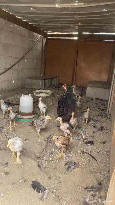 صيصان 11 معه امها للبيع 2