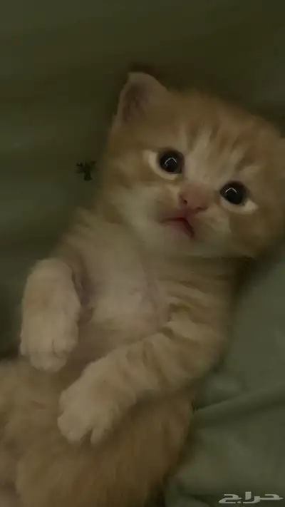 قطط شيرازي للبيع 0