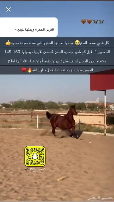 فرس وبنتها شيخه والبيع سمح 2
