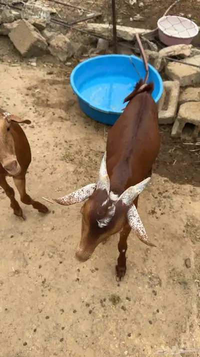 بهم ذبايح 0