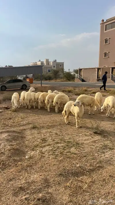 خرفان حريات كفوو مراح واحد و بسعر رمزي 6