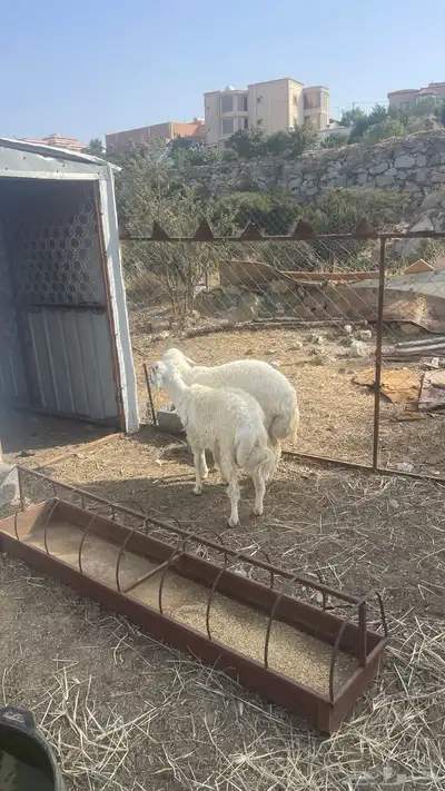 طليان (تم البيع ) 0