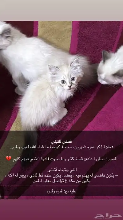 قط للتبني 0