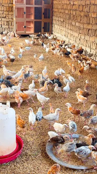 صوص للبيع 2