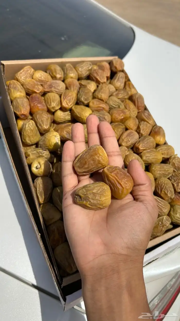 تمر سكري فاخر حبية كبير 1