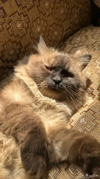 ثلاث قطط شيرازيه 0
