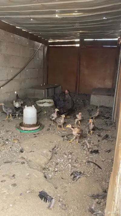 صيصان 11 معه امها للبيع 0