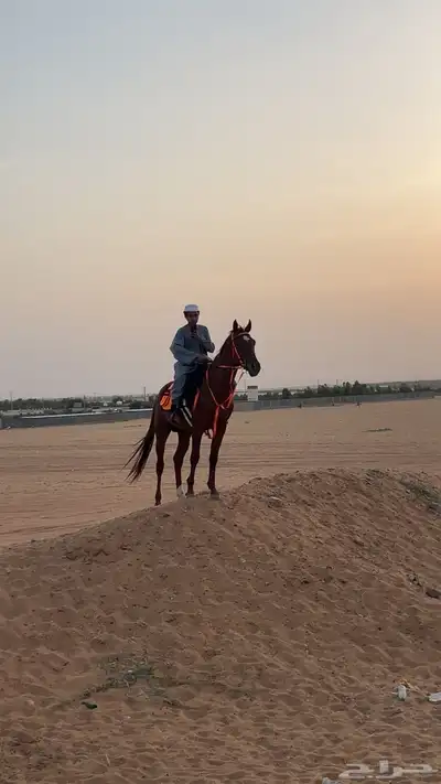 حصان شعبي طيب بل حيل الموقع الجله 2