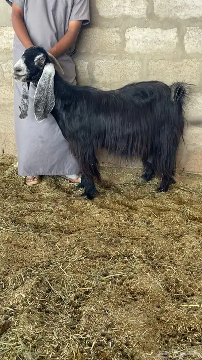 معزا عوارض للبيع 1