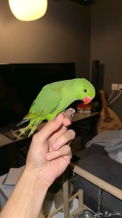 بغبغاء الدره 4