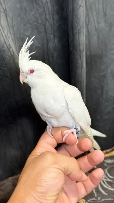للبيع فرخ كروان و روز البينو 6